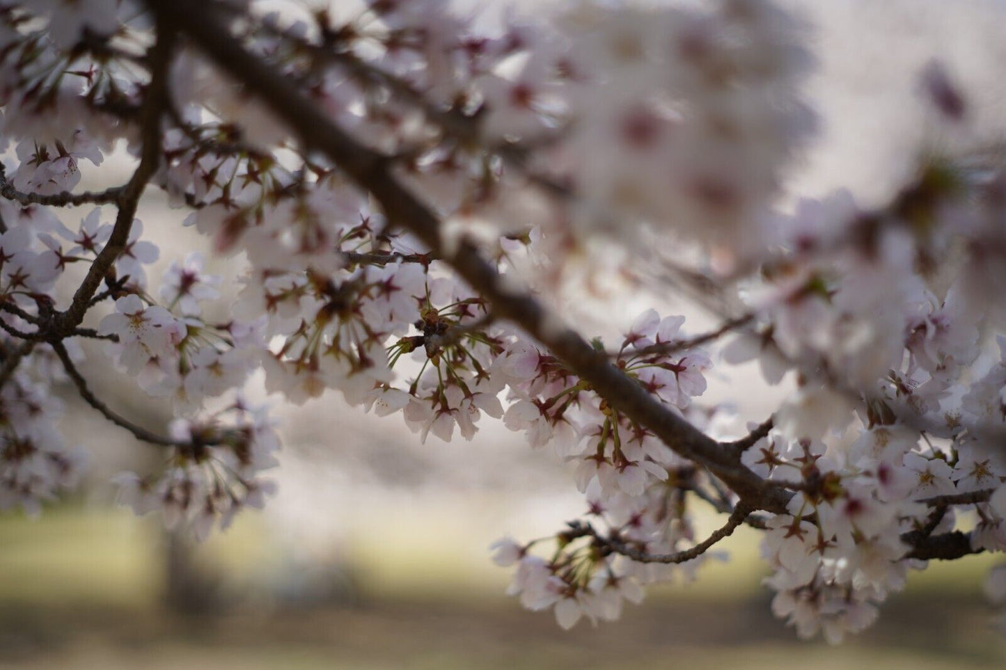 PENTAX Super-Takumar 55mm F2 & Lens Food & Filter Photo tested! From Japan #8132