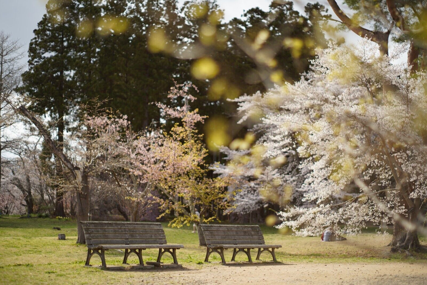 PENTAX Super-Takumar 55mm F2 & Lens Food & Filter Photo tested! From Japan #8132