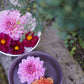 PENTAX Super-Multi-Coated TAKUMAR 85mm F1.9 Photo tested! from Japan #7020